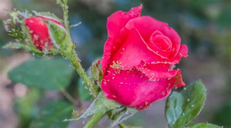 11 Rose Bush Pests: Identification, Treatment & Prevention