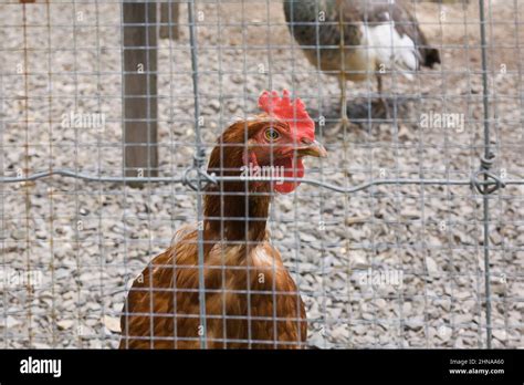 Brown hen in chicken coop Stock Photo - Alamy