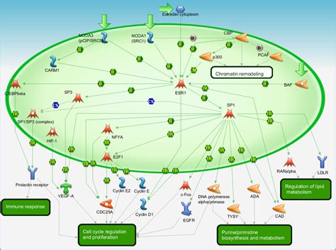 Transcription Ligand Dependent Activation Of The Esr1sp Pathway Pathway Map Primepcr Life