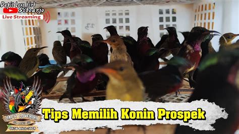 Cara Memilih Konin Kolibri Ninja Ombyokan Yang Bagus Prospek