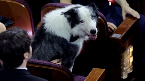 Messi El Famoso Border Collie Ser El Reportero Estrella Del Festival