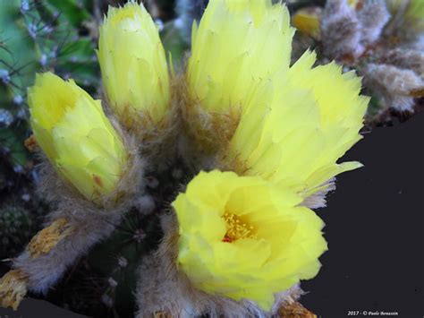 Notocactus Ottonis Notocactus Ottonis Paolo Bonassin Flickr