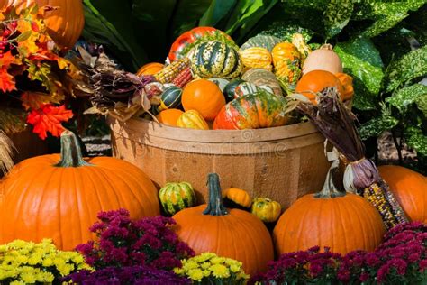 An October Halloween Scene Showing Pumpkins And Gourds Stock Photo