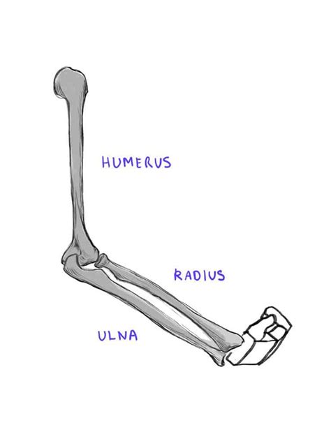 Learn To Draw Arms Once And For All GVAAT S WORKSHOP Arm Bones