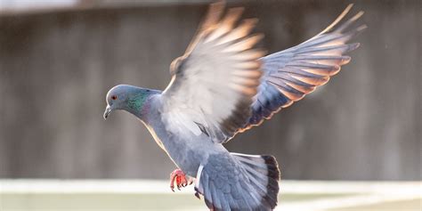 Recettes de grand mère pour faire fuir les pigeons sans revenir