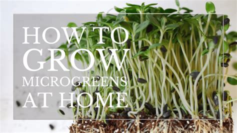 How To Grow Microgreens At Home