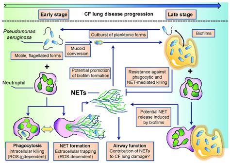 Scheme Of Complex Interactions Between Polymorphonuclear Neutrophil