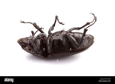 dead bug isolated  white background stock photo alamy