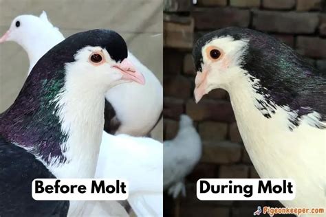 Molting In Pigeons A Complete Guide