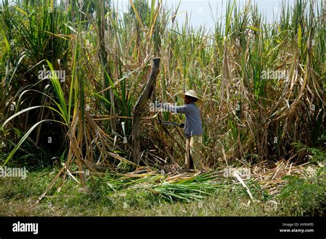 Myanmar Burma Inle See Frauen Auf Dem Bauernhof Arbeiter Ernte Von