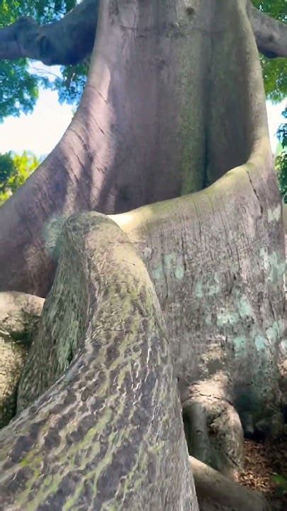 The Oldest Kapok Tree In Palm Beach 4k Palmbeach Youtube