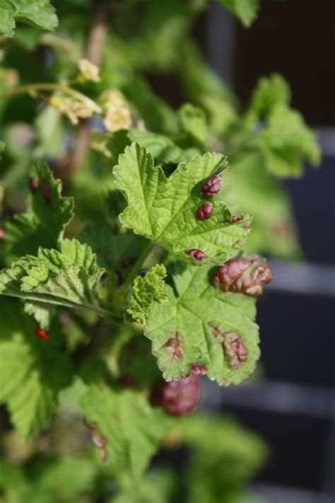 Rode Vlekken Op Het Blad Van Een Bessenstruik Bessenbloedblaarluis