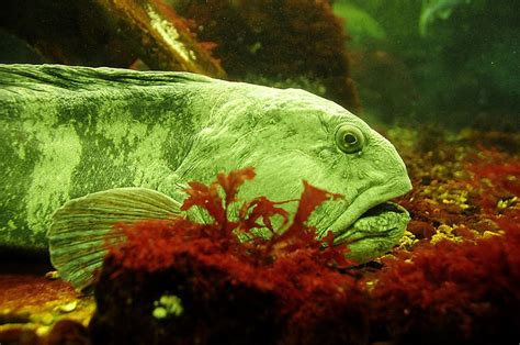 Atlantic Wolffish L An Ecologically Important Creature