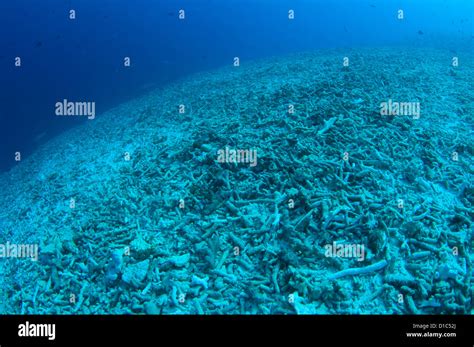 completely destroyed reef due  bomb  dynamite fishing spice