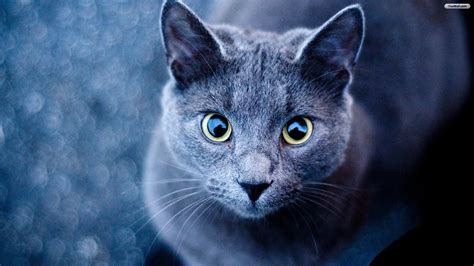 Grey Cat Wallpaper - PetsWall