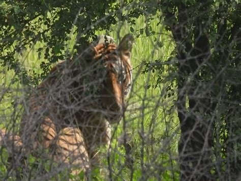 Rajasthan Kota Tigress 2301 Hunted In Enclosure Mukandra Hills Tiger Reserve बाघिन को रास आया