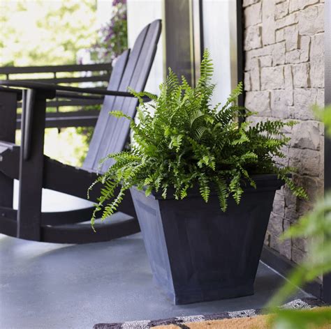 13 Best Outdoor Plants for the Patio - Backyard Flowers