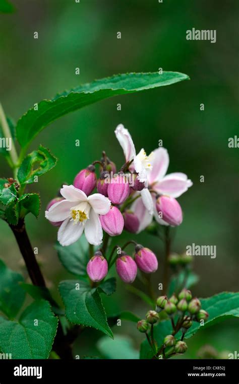 Deutzia Rosea White Pink Flower Flowers Flowering Bloom Blossom Spring