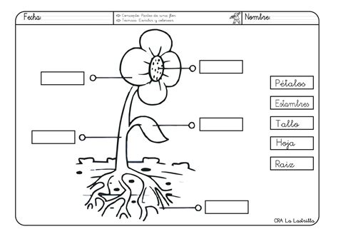 Partes De La Plantas