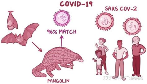 医学科普之新型冠状病毒covid 19 知乎