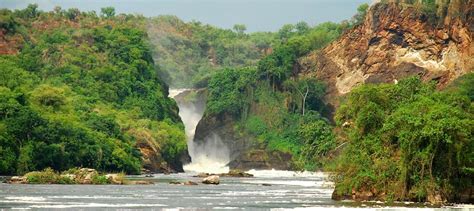 Days Birding Safari In Murchison Falls Explore Uganda Bird Species