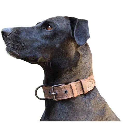 Leather Medium Dog Collar 12 To 21 Inmedium Size 12 To 21 Inches