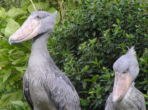 The Shoe Bill In Uganda Birding In Uganda Uganda Safaris