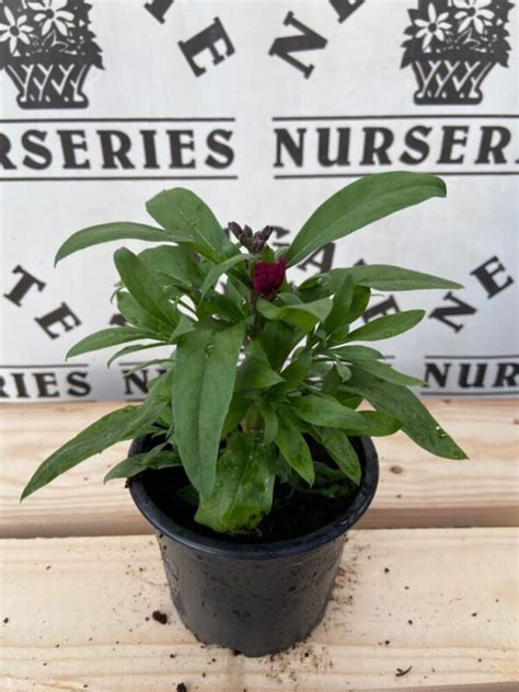 Erysimum Sugar Rush Purple Bicolour 10cm Pot Newgate Nurseries