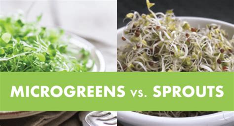 Microgreens vs. Sprouts (Plus: Free Comparison Chart) - Julia Dimakos