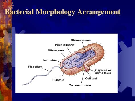 Ppt Bacterial Morphology Arrangement Powerpoint Presentation Free