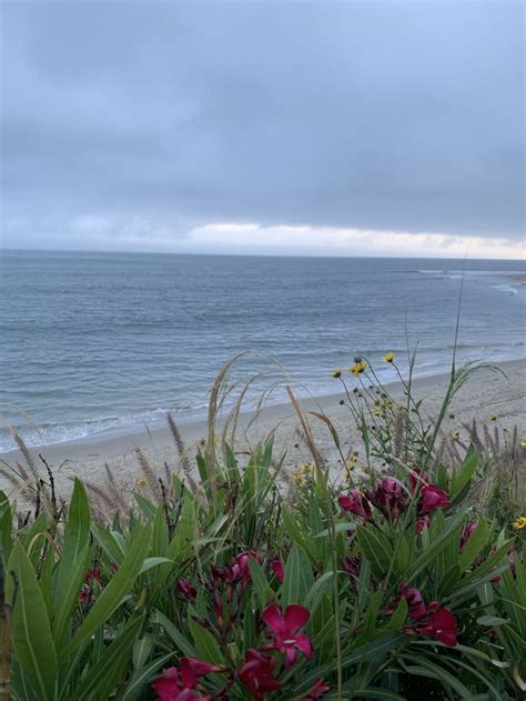 Topanga | Topanga, Beautiful beaches, Plants