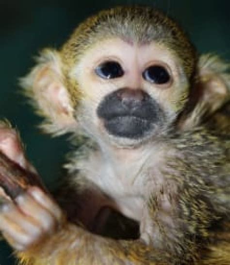 Valley Zoo welcomes baby monkey | CBC News