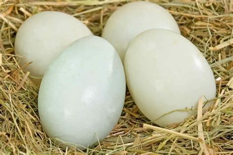 12 Benefits Of Duck Eggs