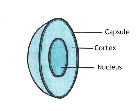 Definition of an Intraocular Lens | HealthProAdvice