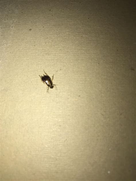 What is this bug? Found behind our cabinets. : r/whatsthisbug