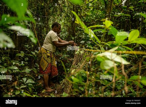 Bayaka Pygmies In The Equatorial Rainforest Central African Republic