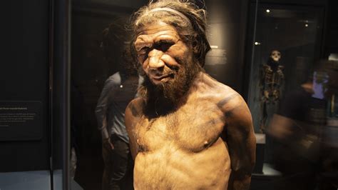 Homo neanderthalensis