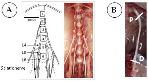 Cells Free Full Text Assessing Autophagy In Sciatic Nerves Of A Rat