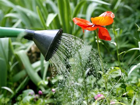 Regar Plantas Como Fazer Frequência Horários E Quais Não Precisam