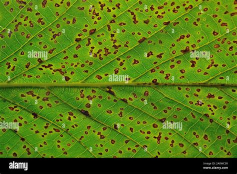 Xanthomonas campestris hi-res stock photography and images - Alamy