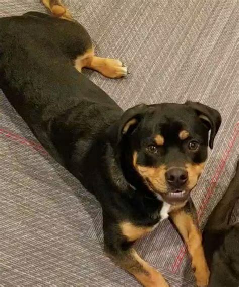 Rottweiler Chihuahua Mix All About This Brave And Loyal Dog