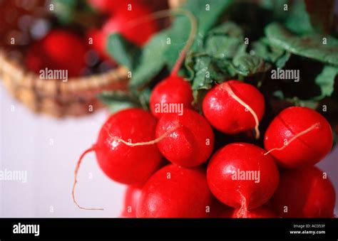 Radish Raphanus Sativus Var Sativus Stock Photo Alamy