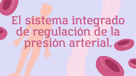 El sistema integrado de regulación de la presión arterial Julieta