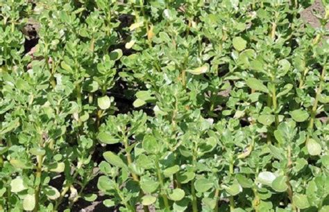 Organic Non Gmo Tall Green Purslane Seeds Fresh Leaves Etsy