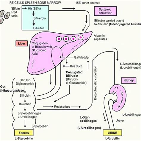 The Schematic Of Bilirubin Metabolism [4] Download Scientific Diagram