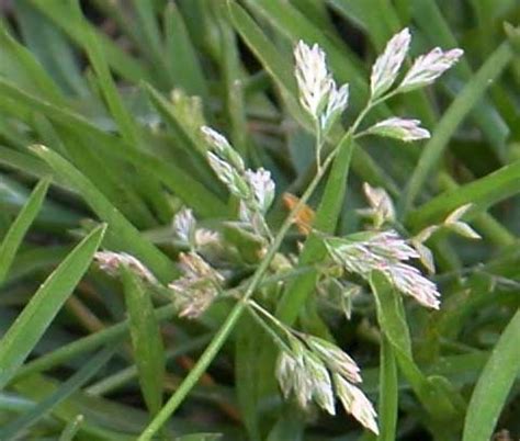 Poa annua (Annual Blue, Annual Bluegrass, Annual Meadowgrass, Low ...