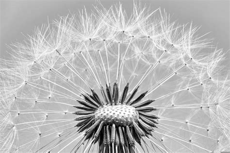 Dandelion Blowball Blossom Flower Free Stock Photo Public Domain Pictures