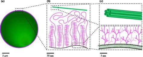 A size comparison between (a) a cell with its membrane-bound ...