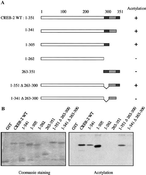 Identification Of Acetylated Domains Of Creb 2 A Schematic