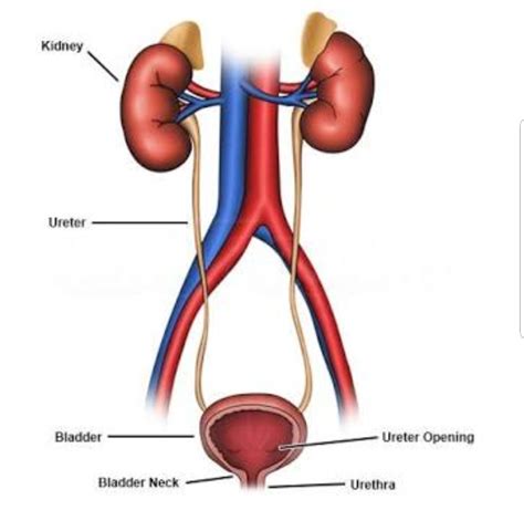 Simple Excretory System